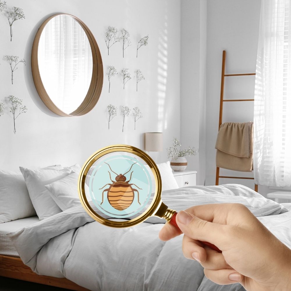 Steam Cleaner for Bed Bugs | High Temperature, Large Capacity & Effective for Home Use