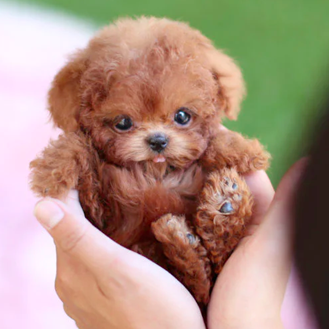 Realistic Robot Puppy Toy Dog with Smart Features, Interactive Companion for Kids and Pet Lovers