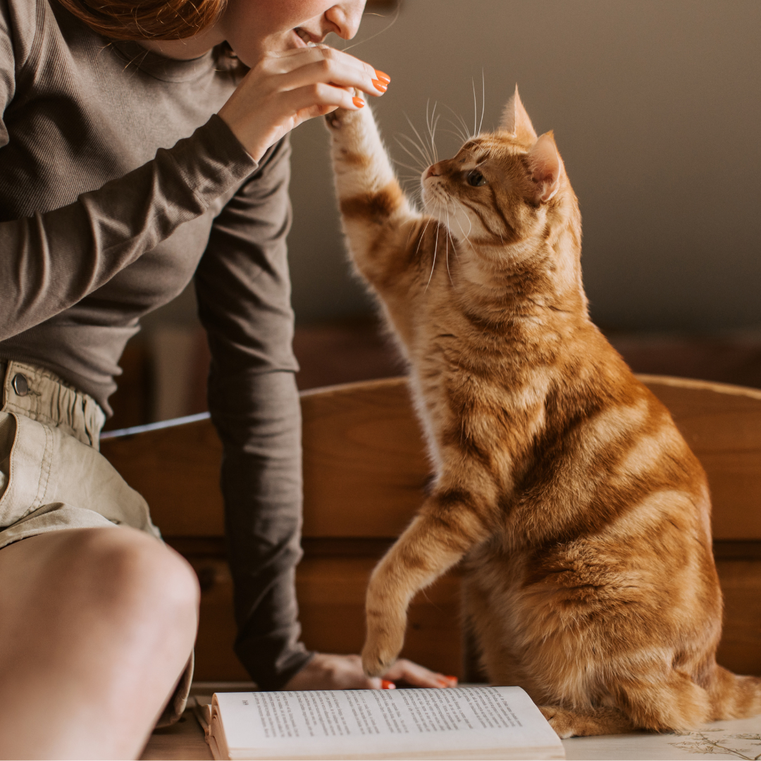 Cat Calming Pheromone Diffuser | Natural, Odorless Solution for Stress Relief in Multi-Cat Households