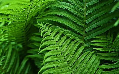 UV Resistant Artificial Boston Fern | Lifelike, Waterproof & Perfect for Indoor/Outdoor Décor