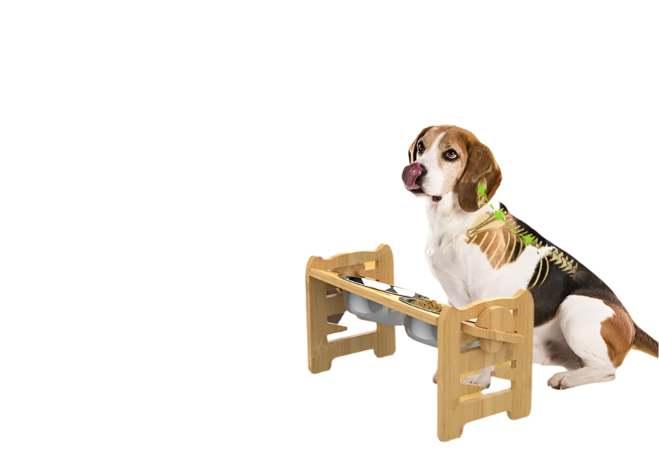 Elevated Pet Feeding Station | Ergonomic, Adjustable Height & Hygienic Stainless Steel Bowls for Small to Large Pets