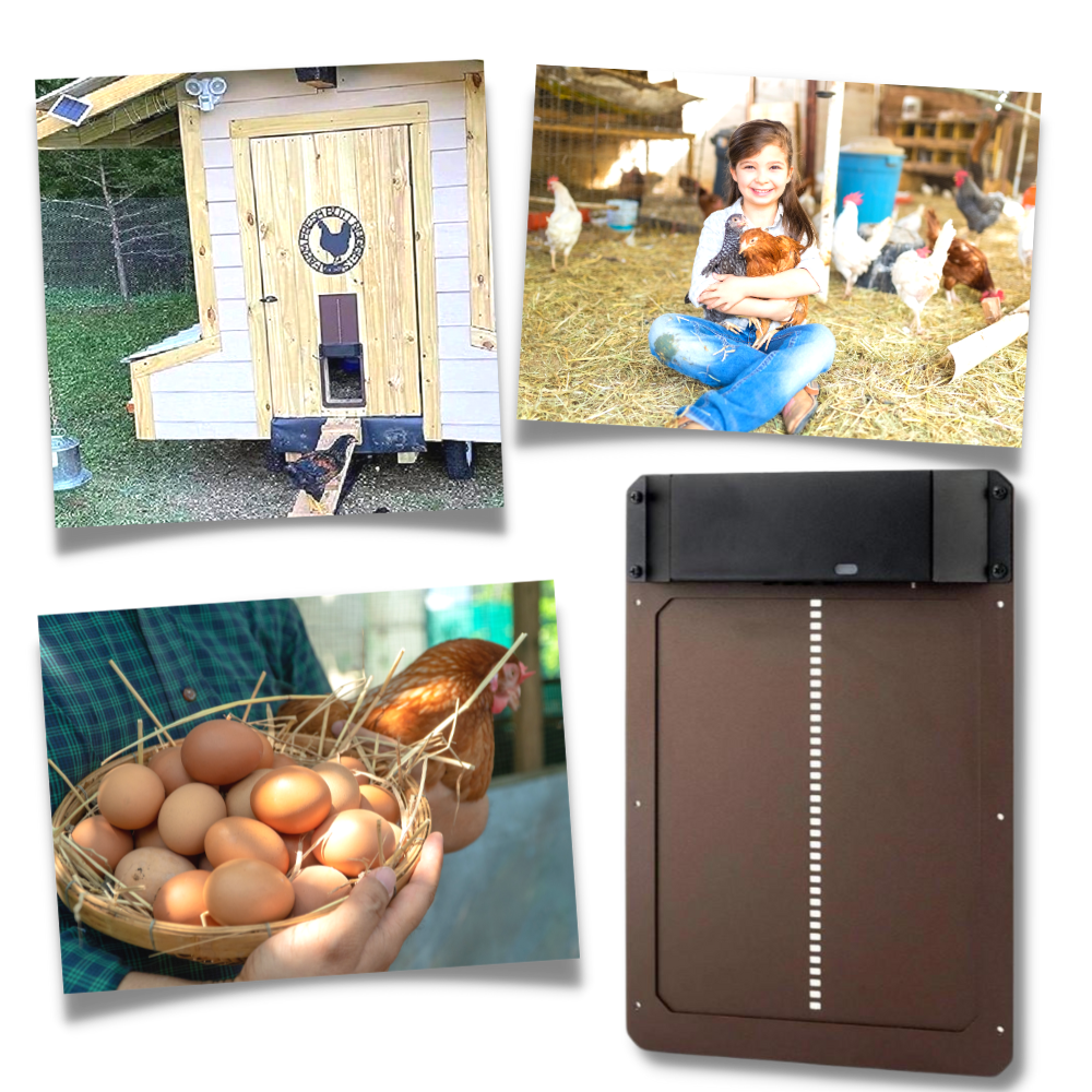 Automatic Chicken Coop Door | Light-Sensitive, Battery-Powered & Secure for Poultry Safety
