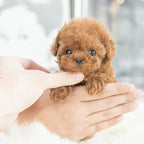 Realistic Robot Puppy | Interactive, Voice-Activated & Portable Companion for Kids and Collectors