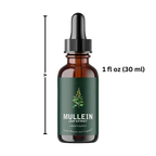 Natural Mullein Extract | Mullein Drops for Lung Detox - Support Lungs & Clear Phlegm with Herbal Power