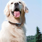 Dog Training Collar | Long Range Waterproof Remote with Adjustable Fit for Effective Obedience Training