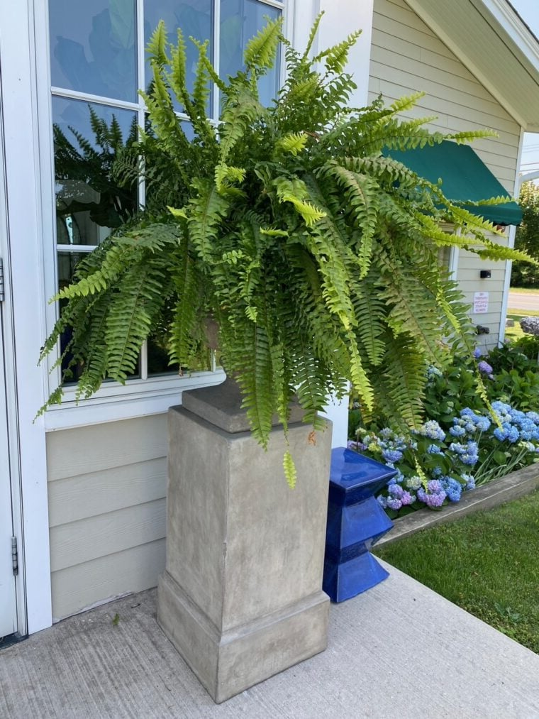 UV Resistant Artificial Boston Fern | Lifelike, Waterproof & Perfect for Indoor/Outdoor Décor