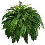 UV Resistant Artificial Boston Fern | Lifelike, Waterproof & Perfect for Indoor/Outdoor Décor