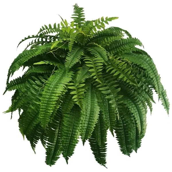 UV Resistant Artificial Boston Fern | Lifelike, Waterproof & Perfect for Indoor/Outdoor Décor
