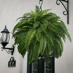 UV Resistant Artificial Boston Fern | Lifelike, Waterproof & Perfect for Indoor/Outdoor Décor