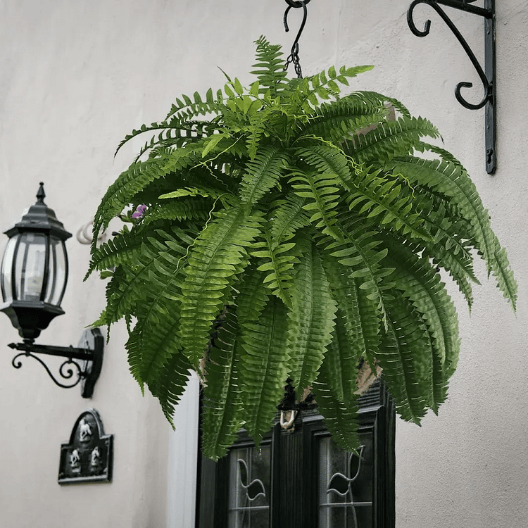 UV Resistant Artificial Boston Fern | Lifelike, Waterproof & Perfect for Indoor/Outdoor Décor