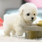 Realistic Robot Puppy Toy Dog with Smart Features, Interactive Companion for Kids and Pet Lovers