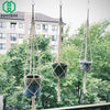 Image of Hanging Basket Plants - Hanging Basket Flowers - Hanging Pots